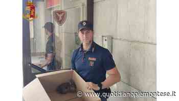 Salvato dalla Polizia di Stato di Vercelli un piccolo leprotto trovato ferito sui binari - Quotidiano Piemontese