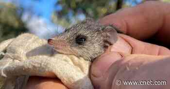 Feral Cats Push Endangered Marsupial to Brink of Extinction     - CNET