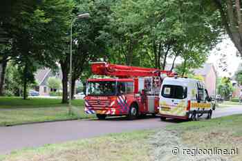 Hoe je een kraai in een boom vangt uitgelegd in 11 foto's - Regio Online Nederland