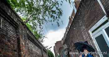 In Nijmegen groeit een boom uit een muur: gaaf, toch wil Elbert hem weg hebben: 'Dit is gevaarlijk' - De Gelderlander