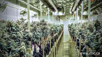 Atholville cannabis producer sheds 142 jobs - CBC.ca