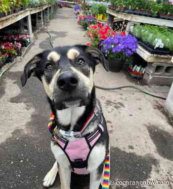 BARCS Rescue's Adoptable Dog Tales - Bee the Pride Ambassadog! - CochraneNow.com