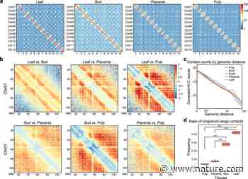 The 3D architecture of the pepper genome and its relationship to function and evolution - Nature.com