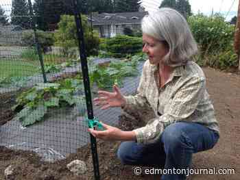 Growing Things: Managing overgrowth and munching rabbits