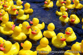 Win $5,000 cash through the Comox Rotary’s Ducky 500 - Comox Valley Record