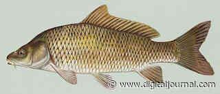 Carp Market 2022-2027, Size, Demand, Top Companies, Industry Trends and Growth - Digital Journal