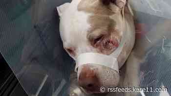 Minneapolis approves $150k payment to family whose dogs were shot by police officer