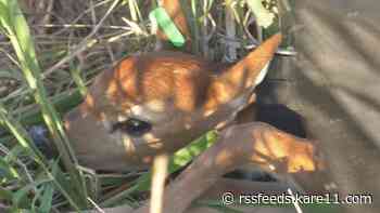Fawn collar project to monitor deer in southern Minnesota