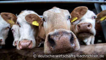 Lebensmittel-Preise steigen: Ein Ende ist nicht in Sicht