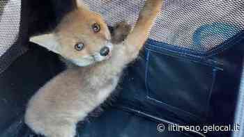 Volpina di tre mesi salvata dai volontari di Anpana - Il Tirreno