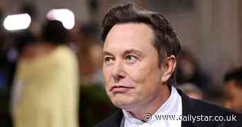 Raccoon entrepreneur named Tom already the world's first trillionaire - beating Elon Musk - Daily Star