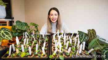 From face masks to indoor plants: Meet the Taranaki entrepreneur making a living capitalising on trends - Stuff