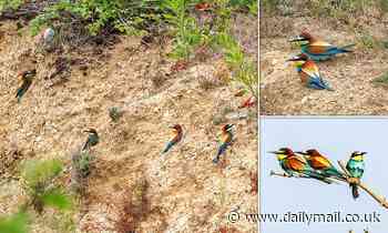 Seven 'rainbow birds' have flown to Norfolk - thousands of miles from their native home