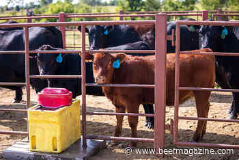 Tips for keeping cattle feeding areas clean