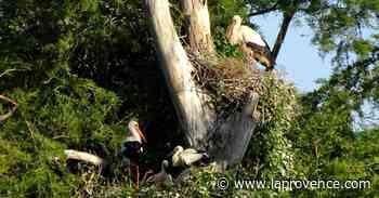 Saint-Chamas : au moins 25 cigogneaux sont nés à la Poudrerie, un record - La Provence