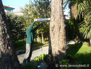 In viale Risorgimento a Canelli 29 alberi in condizioni precarie. Il sindaco: "Serve una sostituzione" - LaVoceDiAsti.it