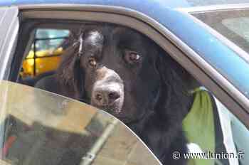 Fortes chaleurs et canicule : peut-on casser la vitre d’une voiture pour sauver un animal ? - L'Union