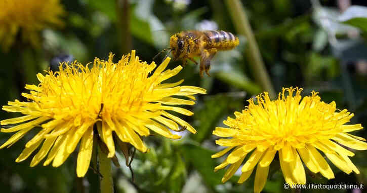 Punto da un’ape in campagna, Mauro Deiana fa appena in tempo a chiamare la fidanzata ma per lui non c’è niente da fare