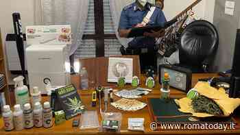 Il coltivatore di marijuana tradito da una mazza da baseball