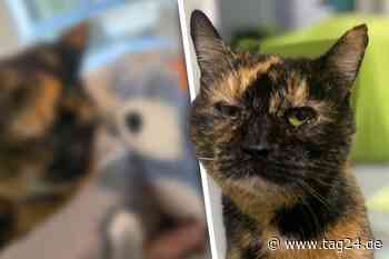 Katze wird vom Pech verfolgt: "Lotte" sehnt sich nach einem liebevollen Heim - TAG24