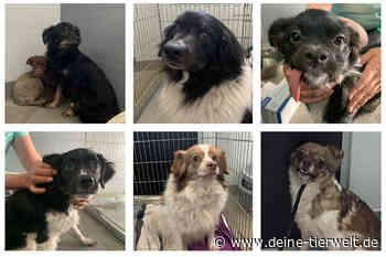 Tierheim Cottbus: Dreiste Diebe klauten 16 Hunde - DeineTierwelt Magazin