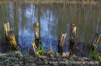 Spremberger Stausee gesperrt. Blaualgengefahr für Cottbus & Spreewald? - NIEDERLAUSITZ aktuell