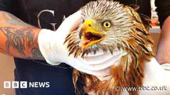 Oxfordshire charity's bird feeding warning after red kite poisoned