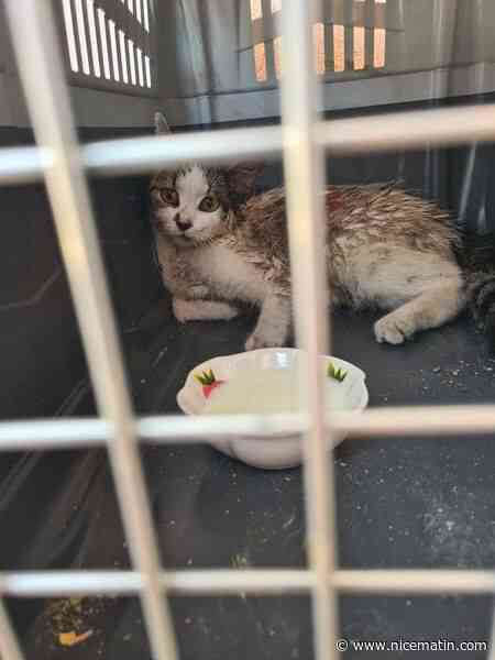 Coincé toute une nuit dans un tube en PVC, un chat sauvé par les pompiers à Antibes