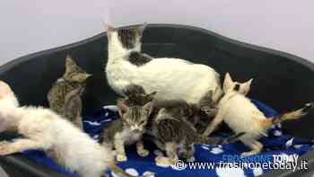 Sora, troppi i gatti in giro per le strade. Avviata la sterilizzazione ed il censimento - FrosinoneToday