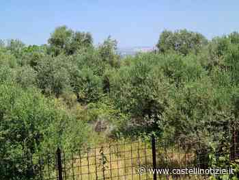 Frascati – Parco di Cocciano,”Erba alta: così si rischia l’incendio”. La denuncia di un cittadino - CastelliNotizie.it
