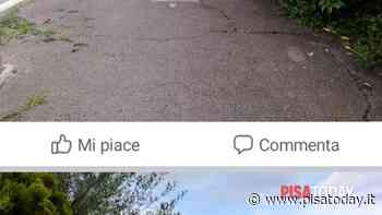 Erba via Fratelli Bronzetti S.Ermete - PisaToday