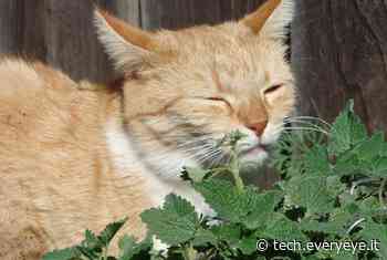 L'erba gatta ha un effetto sorprendente: i gatti la adorano perché è anche un antizanzare! - Everyeye Tech