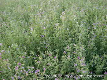 Seme di erba medica, campagna 2022: il prezzo di svincolo è 2,40 euro al chilo - Agronotizie