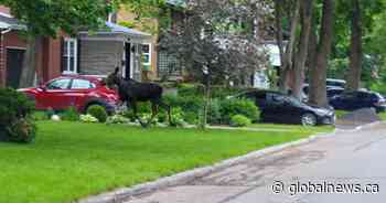 Quebec City police say a moose has been spotted wandering in the suburbs - Global News