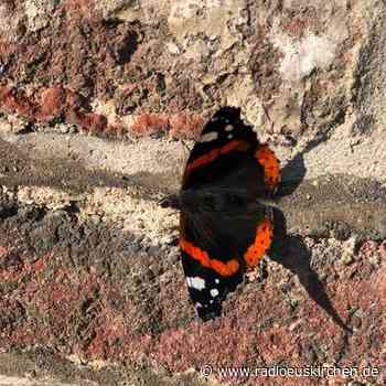 Schmetterlinge beobachten und melden - radioeuskirchen.de