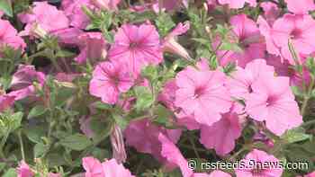 It's getting hot outside: What can and can't be planted now