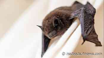 Bat in northern Colorado park tests positive for rabies