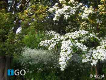 Waterschap Hollandse Delta start proef met bever-werend gaas - iGO.nl Nieuws Goeree Overflakkee