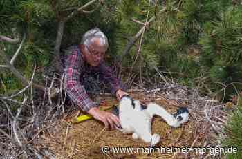 Kleiner Ring, viele Informationen - Mannheimer Morgen