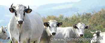 Belgique: l'abattage rituel des animaux ne sera pas banni