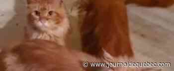 Une femme retrouvée morte et dévorée par ses 20 chats