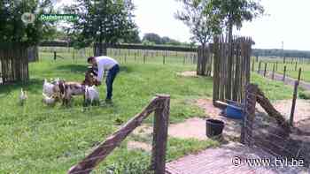Gemeente Oudsbergen dient bezwaar in tegen het stikstofplan - TV Limburg