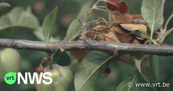 65 meldingen over bacterievuur op meldpunt van de provincie Limburg - VRT NWS