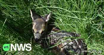 Reekalfje doodgemaaid op veld in Zuid-Limburg, tweeling vermist - VRT NWS