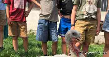 Adopteer eens een hangbuikzwijn of asielhaan: Kindergemeenteraad Diest doet oproep voor 'atypische' huisdieren - Het Laatste Nieuws