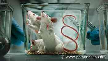 Ruf Lanz: Helfen, Tieren recht zu geben - persoenlich.com