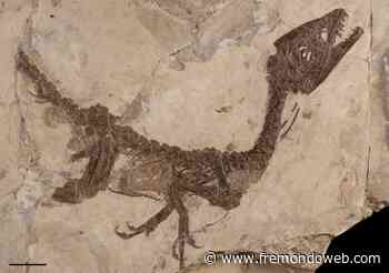 Benevento e Pietraroja capitali Europee della paleontologia - Fremondoweb