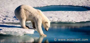 Descubierta en Groenlandia una población de osos polares que vive en refugios libres de hielo marino - EcoAvant.com