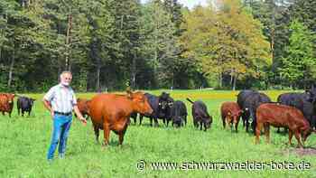 Angus-Rinder in Beinberg - Wenn er ruft, kommen die Kühe - Schwarzwälder Bote