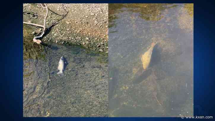 Sewage spill responsible for hundreds of dead fish in Brushy Creek